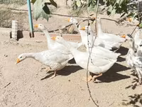 Geese — foto 1