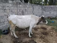 ላም, Russian Black pied cattle — ፎቶ 2