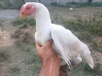 Chickens — Foto 5
