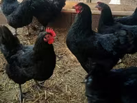 Chickens — zdjęcie 2