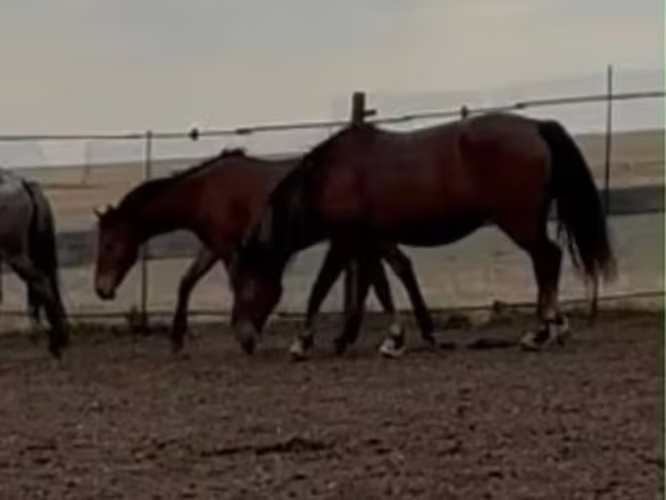 Madyan, Kazakh horse