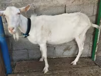 بز ماده, Saanen goat — عکس 6