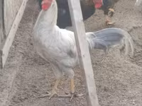 Chickens — รูปภาพ 2