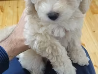 Maltipoo balaları – mini ölçülü, hipoallergen, tüksüz tökülməyə meylli — تصویر 1