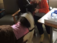 Klisna, Miniature horse — foto 8