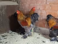 Brahma — foto 3