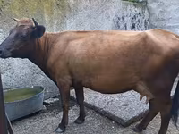 Krowa, Bydło — zdjęcie 3