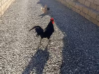 Chickens — 사진 3
