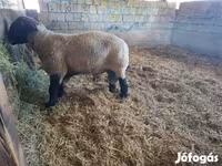 نعجة, White Suffolk sheep — الصورة 5