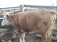 Krava, Latvian Blue cattle — foto 3