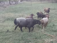 Қошқар, Edilbay sheep — 5-сурет