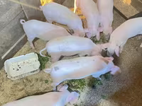 خوک (گروه، جنسیت مشخص نشده), Крупная белая — عکس 4