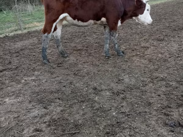 Krava, Simmental cattle