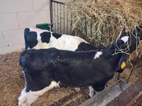 Býk, Simmental cattle — foto 7