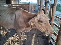 بقرة, Latvian Blue cattle — الصورة 3