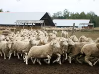 قوچ, Suffolk sheep — عکس 2