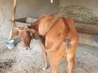 گاو ماده, گاو — عکس 7