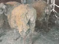 የጎትት አውራ በግ, Sheep — ፎቶ 1