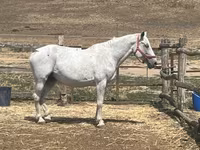 Merrie, Hungarian horse breed — foto 1