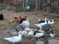 Ducks — photo 4
