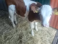 Dibi, Simmental cattle — sawirka 2