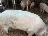 Cinghiale, Maiali — foto 7