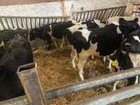 母牛, Russian Black pied cattle — 照片 6