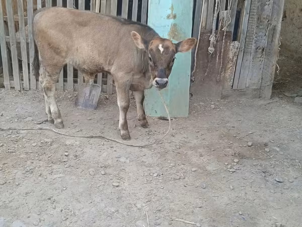 Banteng, Swiss cattle