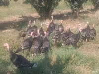 Turkeys — fotografija 7
