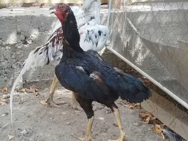 Chickens