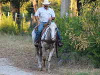 اسب نر, Appaloosa — عکس 7