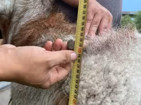 Beran, Arashan sheep — foto 8