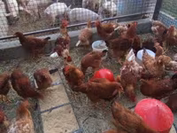 Chickens — fotografija 4