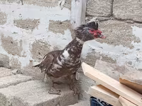 Turkeys — foto 7