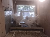 Chickens — foto 1