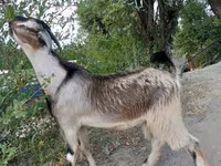 Kozel, Saanen goat — foto 3