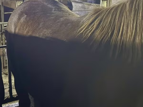 Cavallo, Cavalli