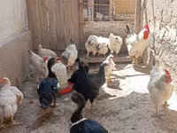 Chickens — foto 2
