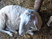 Kambing jantan, Awassi sheep — foto 4