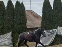 Klisna, Koně — foto 2