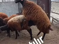 Хуц, Хонь — 4 зураг