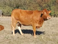 Tehén, Limousin tehén — 2. fotó