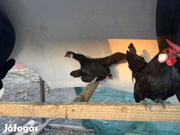 Chickens
