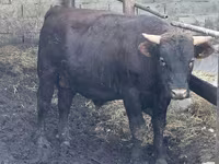 Býk, Simmental cattle — foto 4