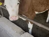 Touro, Simmental cattle — foto 3
