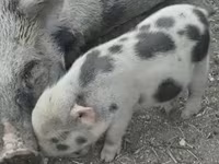 Cinghiale, Гёттингенский минипиг — foto 4