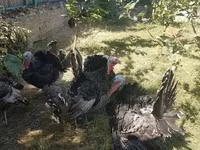 Turkeys — φωτογραφία 3