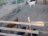 Kambing betina, Goats — foto 3