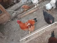 브라마 — 사진 3