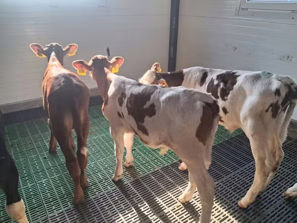 گاو نر, Simmental cattle